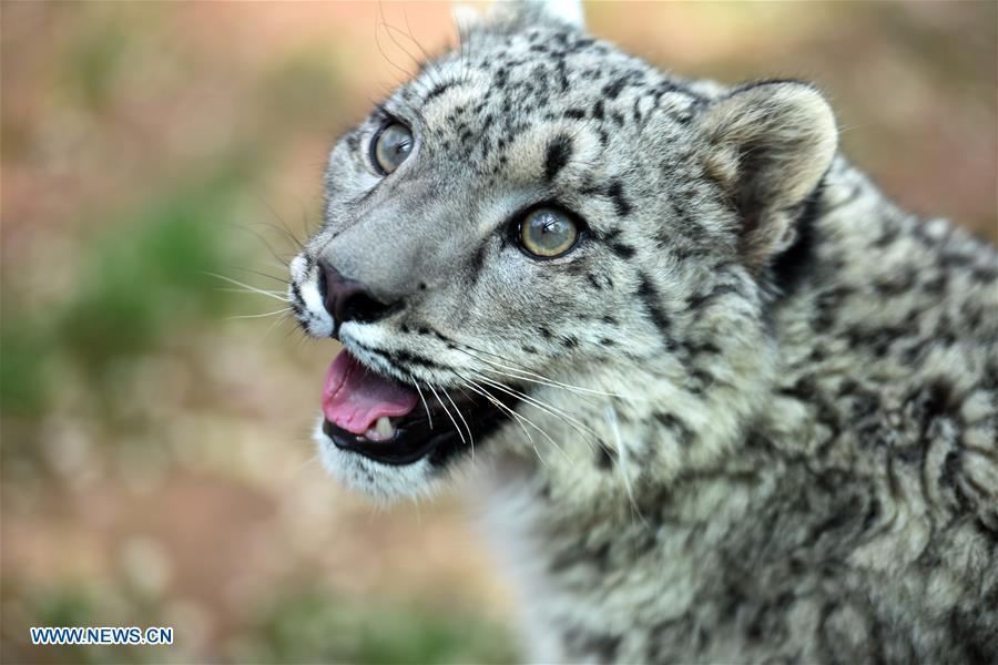 A snow leopard cub is seen in the wildlife zoo in Xining, capital of northwest China\'s Qinghai Province, June 10, 2017. (Photo/Xinhua)