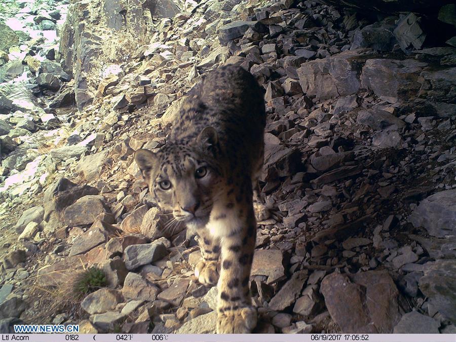 A snow leopard is pictured by infrared camera in Qilianshan National Nature Reserve in northwest China\'s Qinghai Province, June 19, 2017. (Photo/Xinhua)