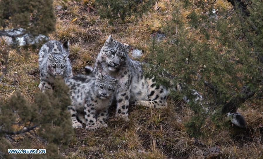 Photo taken on Oct. 22, 2017 shows snow leopards at Three-river-source National Park in northwest China\'s Qinghai Province. (Photo/Xinhua)