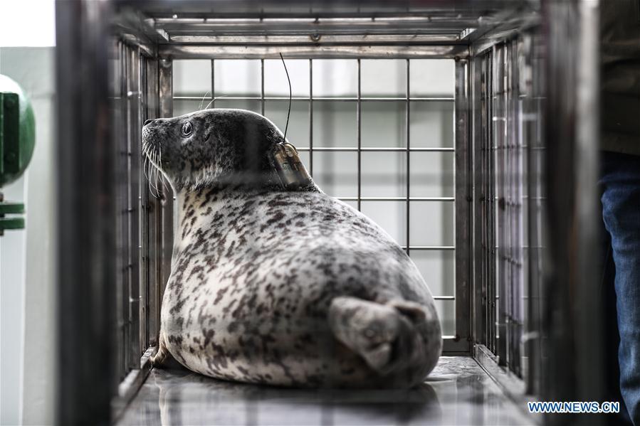 Photo taken on April 11, 2019 shows a spotted seal to be released back into the wild in Dalian, northeast China\'s Liaoning Province. Twenty-four spotted seals were released back into the wild on Thursday in the coastal city of Dalian. The 24 released seals were among 100 baby spotted seals that were illegally poached in February 2019, according to the provincial government. (Xinhua/Pan Yulong)