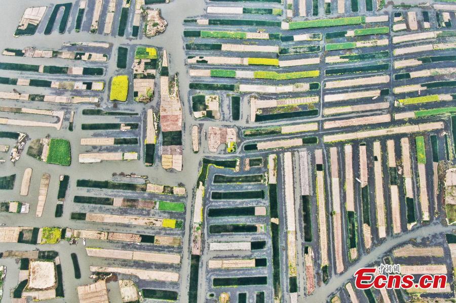 An aerial view of colorful fields crisscrossed by water in a rural area in Xinghua City, East China\'s Jiangsu Province, April 10, 2019. Locals have a tradition of digging mud from trenches or small rivers to form small plots of land. (Photo: China News Service/Yang Bo)