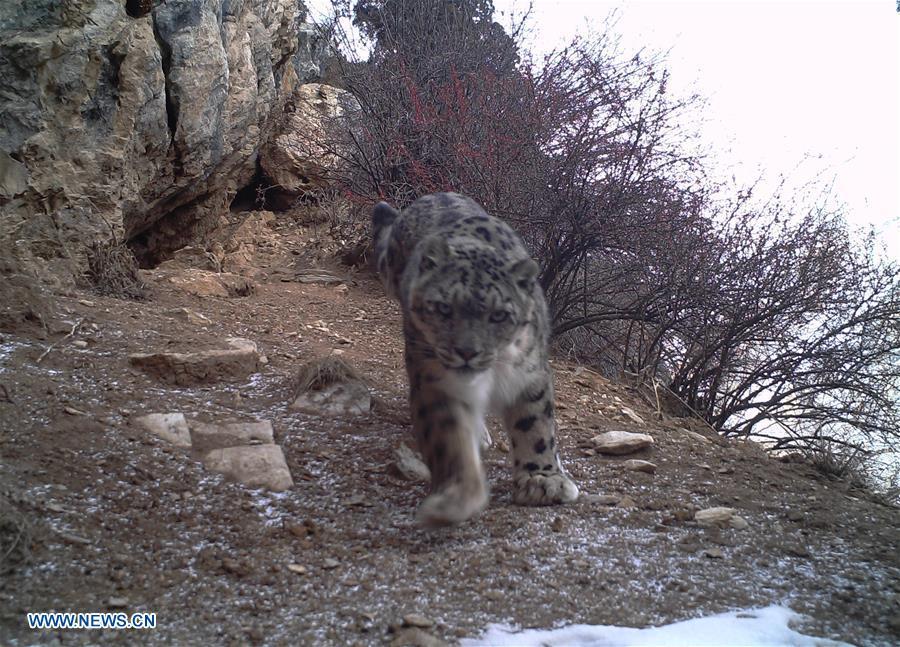 Photo taken by infrared camera on Nov. 28, 2017 shows a snow leopard in the Nujiang River valley in Changdu, southwest China\'s Tibet Autonomous Region.  (Photo/Xinhua)