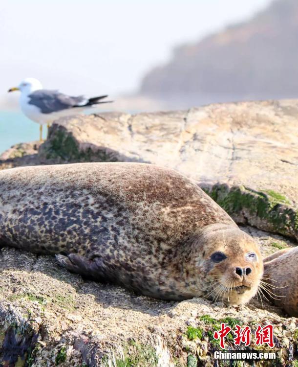 Wild spotted seals are seen in the sea near Changshan Island in Changdao County, Shandong Province. The spotted seals have recently migrated from Liaodong Bay to the area, which is rich with fish, shrimp and algae, to forage and stay for approximately two months. (Photo: China News Service/Wu Kun)