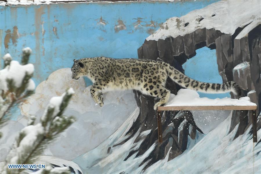 A snow leopard jumps in the snow-covered Xining Wildlife Park in Xining, capital of northwest China\'s Qinghai Province, on Nov. 7, 2018.  (Photo/Xinhua)