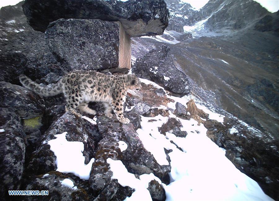 A snow leopard is captured by infrared camera on Dec. 30, 2016 in Wolong National Nature Reserve, southwest China\'s Sichuan Province. (Photo/Xinhua)