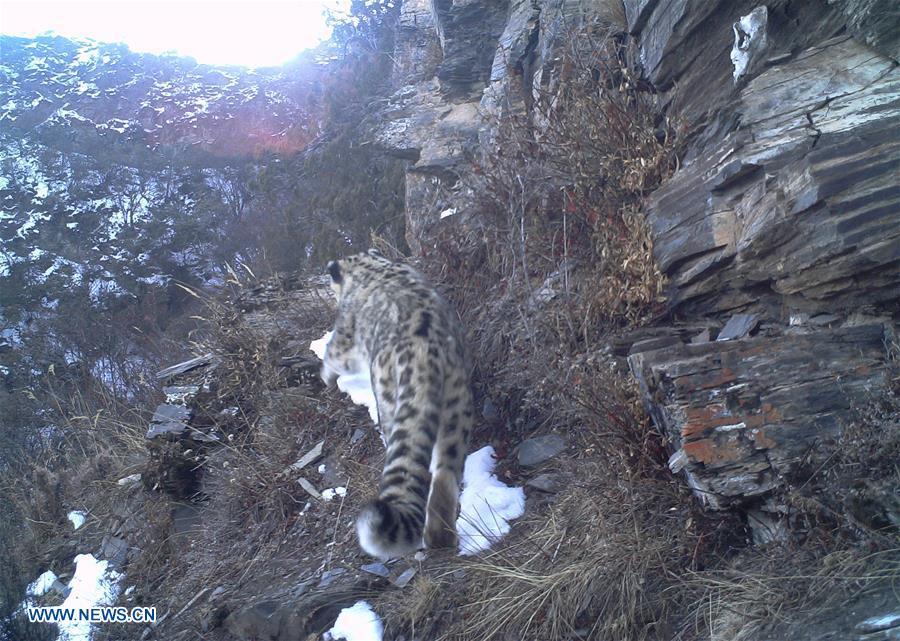 Photo taken by infrared camera on Dec. 3, 2017 shows a snow leopard in the Nujiang River valley in Changdu, southwest China\'s Tibet Autonomous Region. (Photo/Xinhua)