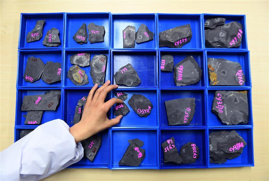 Photo taken on April 8, 2019 shows numbered fossils from the Qingjiang biota in Northwest University in Xi\'an, capital of northwest China\'s Shaanxi Province. (Xinhua/Liu Xiao)