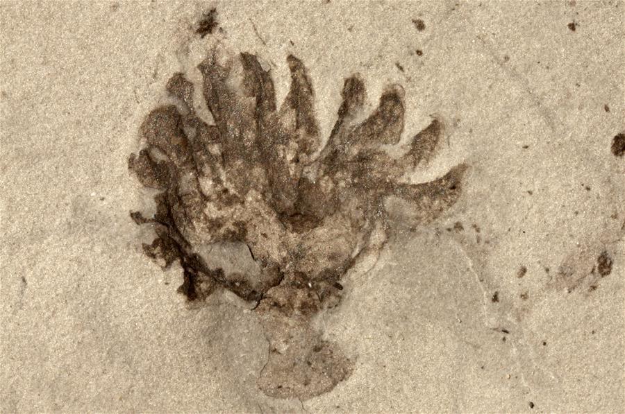 Undated file photo shows a fossil of new species from the Qingjiang biota. (Xinhua/Northwest University)