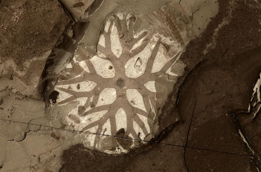 Undated file photo shows a fossil of branched alga from the Qingjiang biota. (Xinhua/Northwest University)