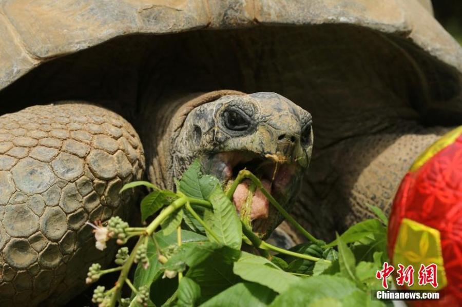 A turtle at a zoo in Kocaeli, Turkey celebrates its 99th birthday on Saturday, April 13, 2019. The turtle named Tuki was treated to a big vegetable cake for the occasion. Tuki is the oldest known turtle in Turkey.  (Photo/IC)