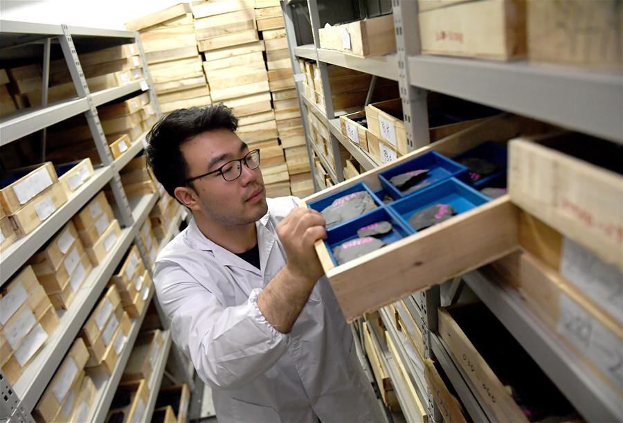A student from the Department of Geology arranges fossils from the Qingjiang biota in Northwest University in Xi\'an, capital of northwest China\'s Shaanxi Province, April 8, 2019. (Xinhua/Liu Xiao)