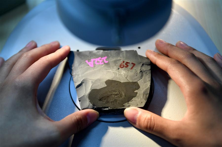 A student from the Department of Geology carries out research on a fossil from the Qingjiang biota in Northwest University in Xi\'an, capital of northwest China\'s Shaanxi Province, April 8, 2019. (Xinhua/Liu Xiao)
