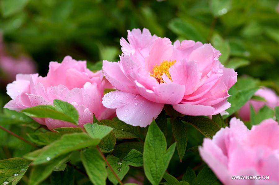 Photo taken on April 13, 2019 shows peony flowers at a film and television base in Zhengding County, north China\'s Hebei Province. Peony flowers here has entered blossom season recently. (Xinhua/Chen Qibao)