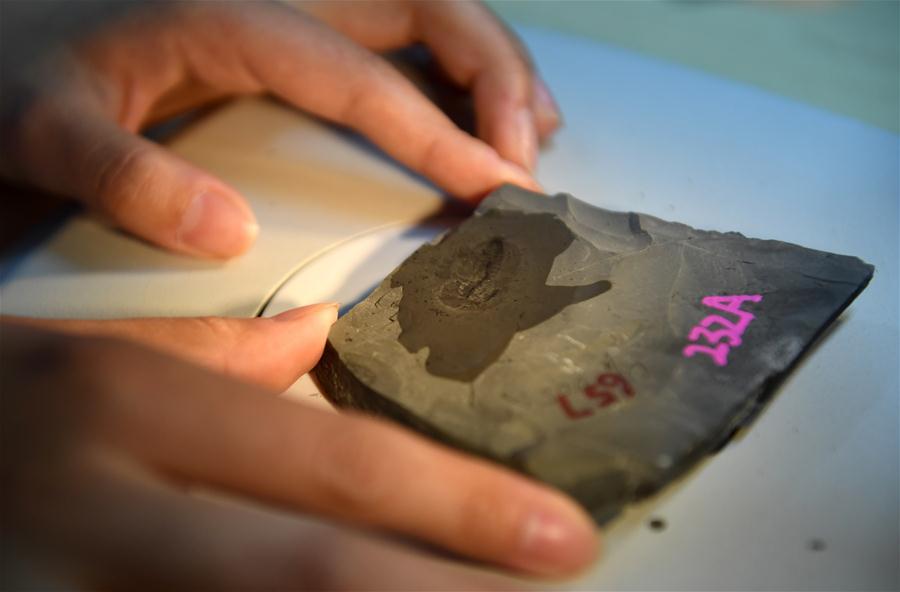 A student from the Department of Geology carries out research on a fossil from the Qingjiang biota in Northwest University in Xi\'an, capital of northwest China\'s Shaanxi Province, April 8, 2019. (Xinhua/Liu Xiao)