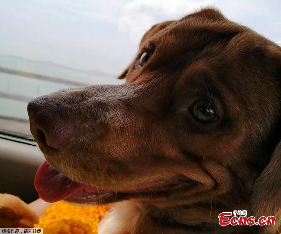 Photo shows the dog sitting on an oil rig after being rescued in the Gulf of Thailand, April 12, 2019. The dog found swimming more than 220 kilometers (135 miles) from shore by an oil rig crew in the Gulf of Thailand was returned safely to land.  (Photo/Agencies)