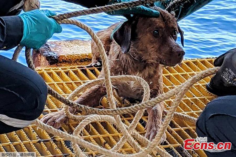 Workers from the Chevron Thailand Exploration and Production Ltd. oil rig rescued a dog swimming 137 miles offshore in the Gulf of Thailand, April 12, 2019. (Photo/Agencies)