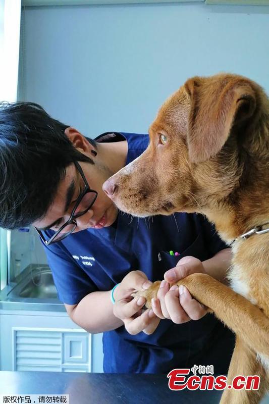 Local charity Smile Dog House has been caring for the dog, who will be adopted by the oil rig worker who found him at sea. (Photo/Agencies)