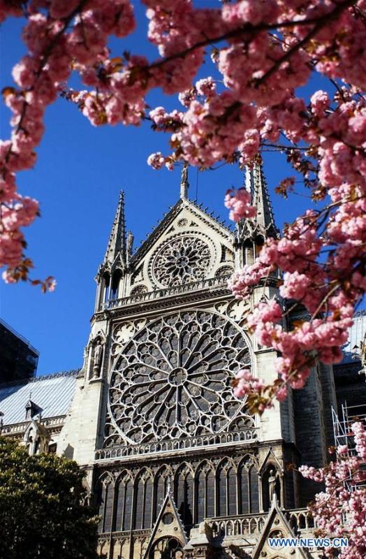 File photo taken on April 7, 2003 shows cherry blossoms near the Notre Dame Cathedral in Paris, France. The devastating fire at Notre Dame Cathedral in central Paris has been put out after burning for 15 hours, local media reported on April 16, 2019. In early evening on April 15, a fire broke out in the famed cathedral. Online footage showed thick smoke billowing from the top of the cathedral and huge flames between its two bell towers engulfing the spire and the entire roof which both collapsed later. Notre Dame is considered one of the finest examples of French Gothic architecture which receives about 12 million visitors every year. (Xinhua/Chen Liqun)