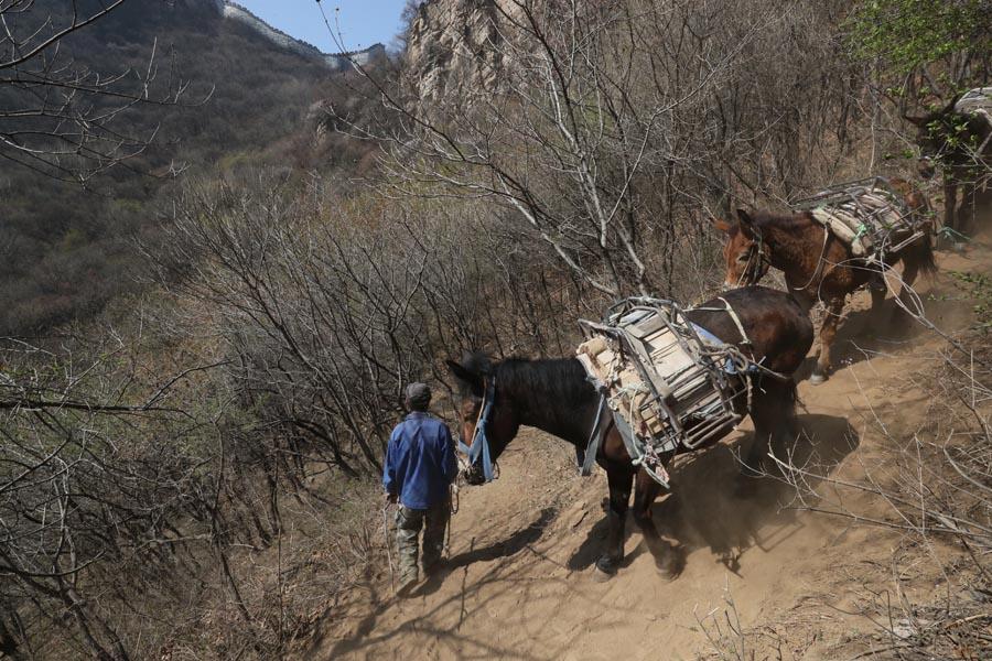 Mules help restorers carry supplies up to the mountain through rocky cliffs. (PHOTO/CHINA DAILY)

Many approaches

A common rule in the restoration of the Great Wall today: No more than 1 kilometer in length, which means no more than five towers, are restored in one phase.

\