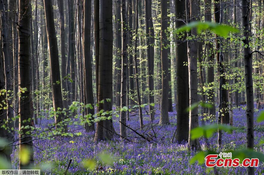 Photo taken on April 18, 2019 shows wild bluebells in the Hallerbos, near Brussels, Belgium. The Hallerbos is also known as \
