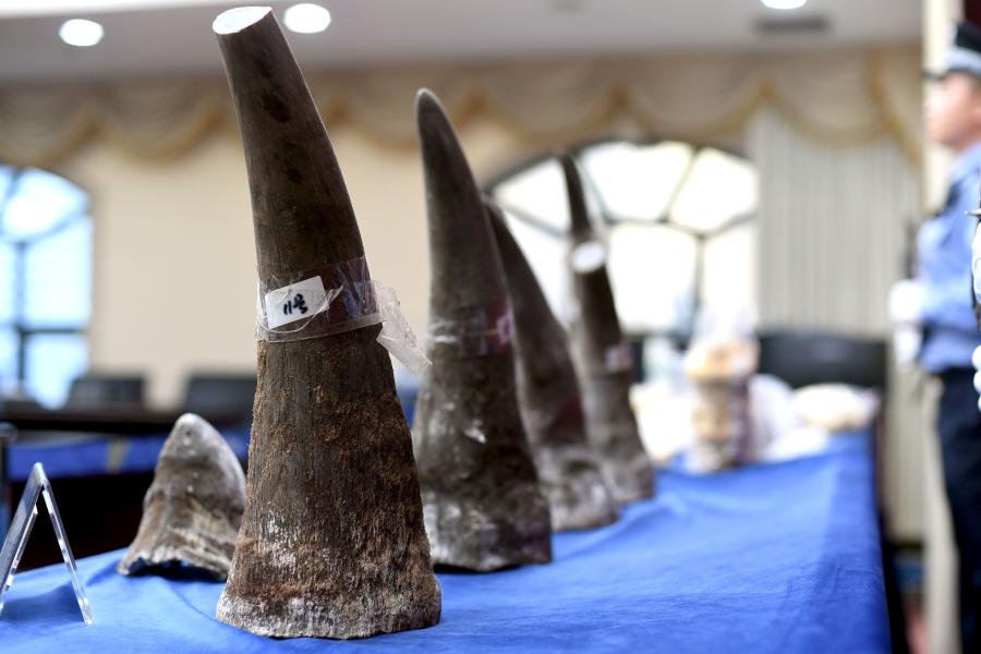 Guangzhou Customs holds a news conference in Guangzhou, Guangdong Province, April 18, 2019, showing items seized during anti-smuggling campaigns that began at the start of this year. They announced that 23 suspects and illegal wildlife products, such as ivory and rhinoceros horns, were caught in 111 anti-smuggling cases. Authorities took down a cross-border ring suspected of smuggling 333.8 kilograms of rhinoceros horns and detained seven suspects.  (Photo: China News Service/Ji Dong)