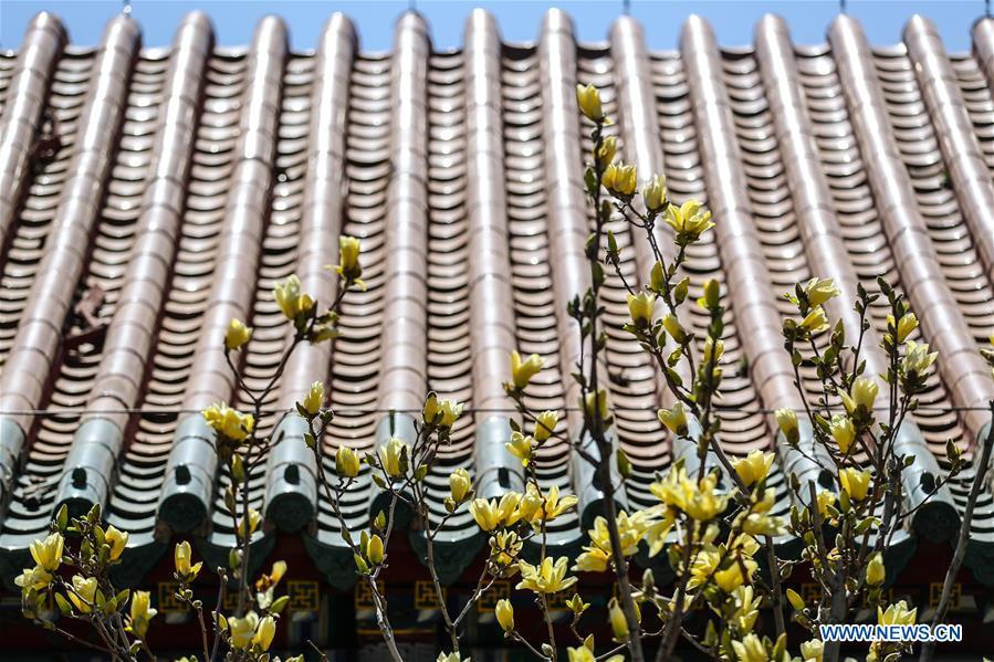 Photo taken on April 18, 2019 shows magnolia flowers at the Shenyang Palace Museum in Shenyang, northeast China\'s Liaoning Province. (Xinhua/Pan Yulong)