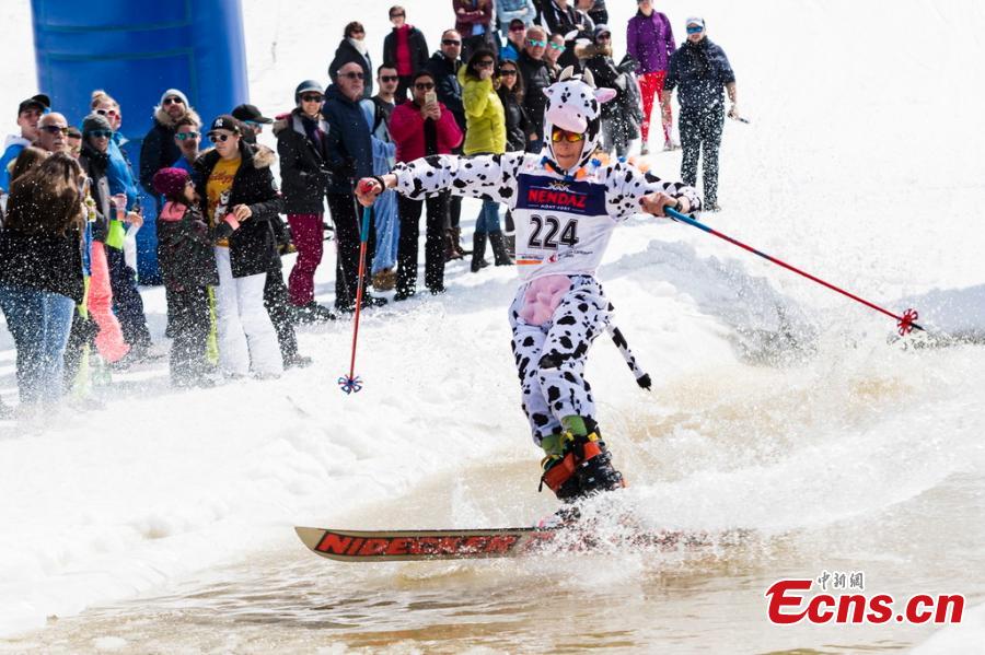A skier in a cow costume participates in a waterslide contest during the closing event of the \