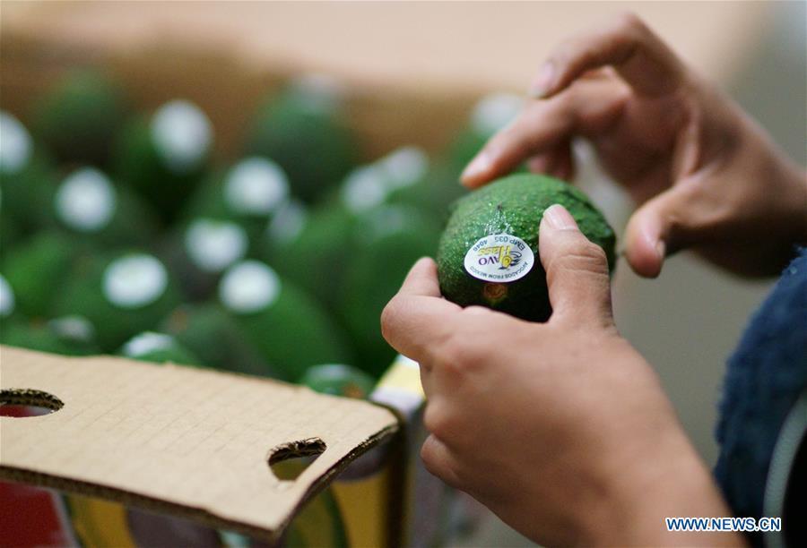 A worker labels and packs avocados after quality check at an avocado packing plant in Uruapanat, in the state of Michoacan, Mexico, on June 3, 2017. Avocado is one of the most famous agricultural products of Mexico. In recent years, Mexico\'s export of avocados to China has grown rapidly. Food of a particular place is an important symbol of local geographic and cultural characteristics. Food carries history and tradition, leads the tide of trade, strengthens diplomatic relations, disseminates and promotes culture. Food has been serving as connections between people around the world. In ancient times, food such as grapes, pomegranates, walnuts, coriander, cucumbers and sesame seeds were introduced to China along the Silk Road. Nowadays, thanks to the Belt and Road Initiative, red wine, coffee, dried fruits, meat, seafood, and dairy products from foreign countries enter the homes of ordinary people, turning daily meals into feasts with exotic cuisines. (Xinhua/Dan Hang)