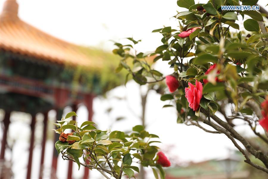 Photo taken on April 18, 2019 shows a view at the Encho-en garden in Tottori, Japan. Covering an area of about 10,000 square meters, Encho-en is one of the biggest full-scaled Chinese-style garden in Japan. It was built in 1995 to show the friendship between Tottori and north China\'s Hebei Province. The designing and materials procurement and processing took place in China. The main building was shop-assembled in China before the final assembly in Japan. All these steps were supervised by Chinese engineers. (Xinhua/Du Xiaoyi)
