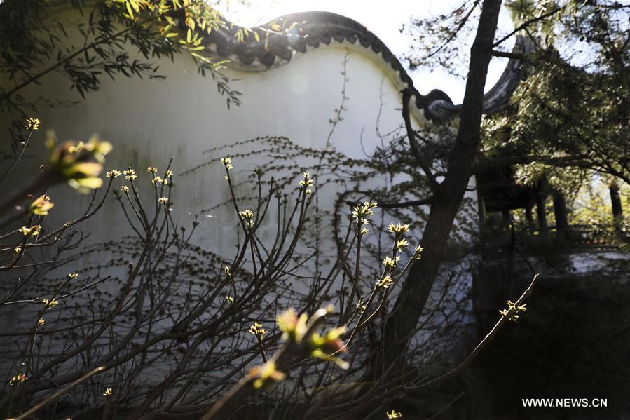 Photo taken on April 23, 2019 shows the spring scenery in the Chinese Scholar\'s Garden on Staten Island, New York, the United States. (Xinhua/Wang Ying)