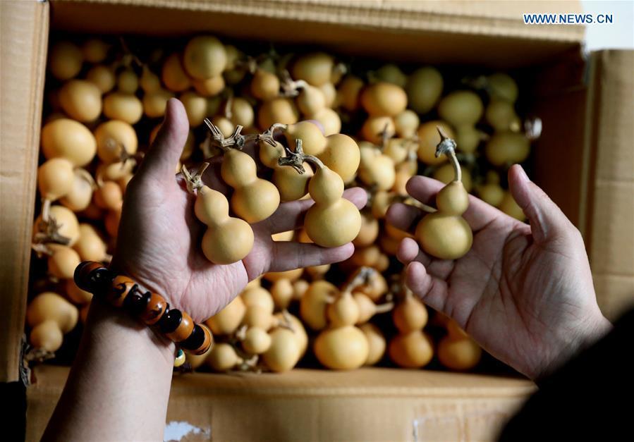 Craftsman Liu Chunpu selects cucurbits at a studio in Yuhua District of Shijiazhuang, north China\'s Hebei Province, April 23, 2019. Liu Chunpu, a staff member of Hebei Normal University, has devoted himself in cucurbit pyrography for more than 40 years. (Xinhua/Liang Zidong)