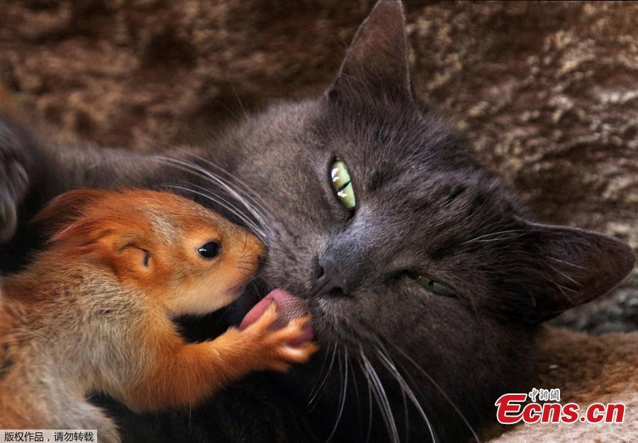 Pusha the cat, which adopted four bereaved baby squirrels and currently feeds and lives with them, lies at a local park of miniatures in Bakhchisaray, Crimea, April 25, 2019. (Photo/Agencies)