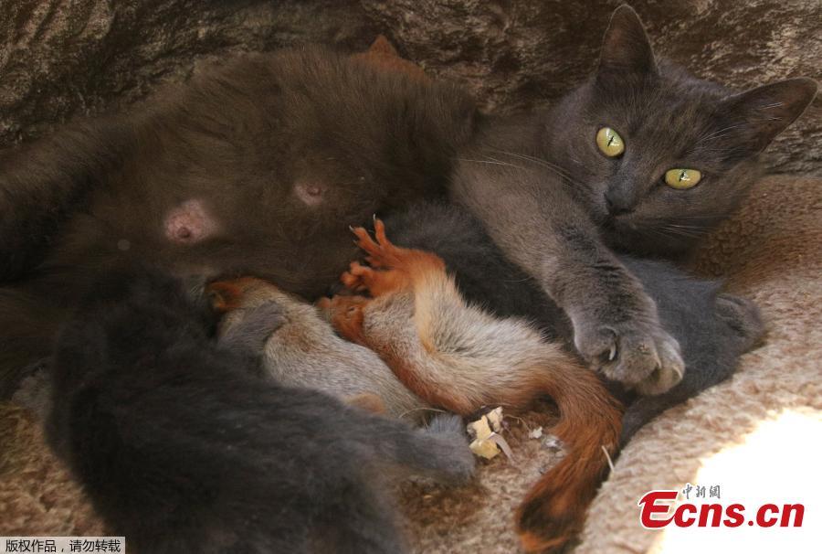Pusha the cat, which adopted four bereaved baby squirrels and currently feeds and lives with them, lies at a local park of miniatures in Bakhchisaray, Crimea, April 25, 2019. (Photo/Agencies)