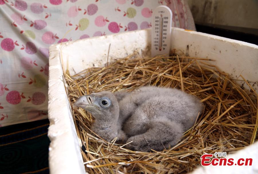 Photo shows a Himalayan vulture artificially incubated at the Tibetan Plateau Wildlife Zoo in Xining City, Northwest China\'s Qinghai Province, April 25, 2019. This is the second Himalayan vulture artificially incubated  at the zoo in three years, and it shows some maturing incubation techniques, according to the zoo\'s director Qi Xinzhang. (Photo: China News Service/Ma Mingyan)