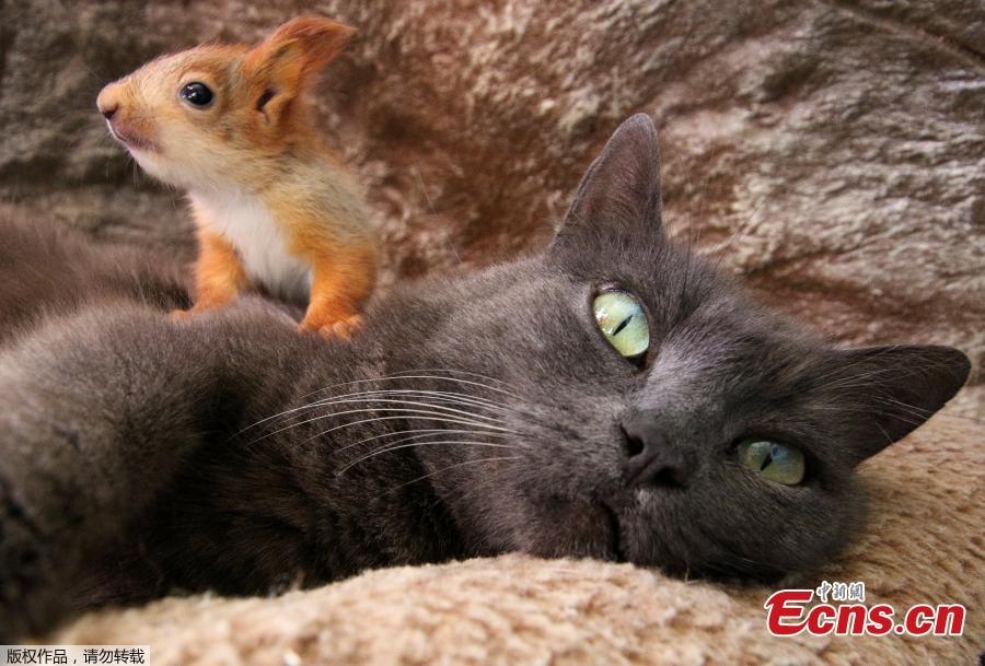 Pusha the cat, which adopted four bereaved baby squirrels and currently feeds and lives with them, lies at a local park of miniatures in Bakhchisaray, Crimea, April 25, 2019. (Photo/Agencies)