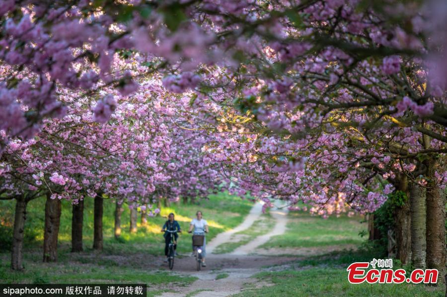 Cherry blossom trees are in bloom in Berlin, Germany, April 25, 2019.  (Photo/SipaPhoto)