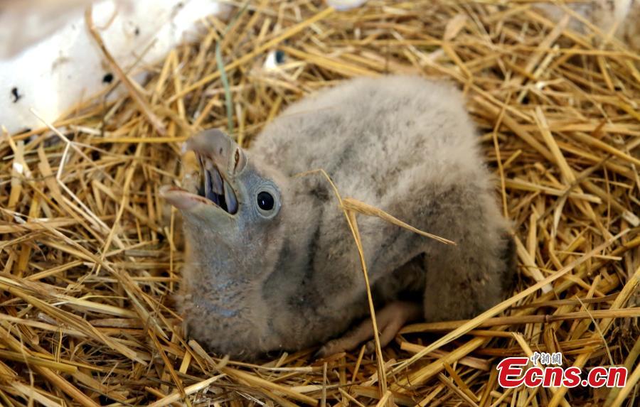 Photo shows a Himalayan vulture artificially incubated at the Tibetan Plateau Wildlife Zoo in Xining City, Northwest China\'s Qinghai Province, April 25, 2019. This is the second Himalayan vulture artificially incubated  at the zoo in three years, and it shows some maturing incubation techniques, according to the zoo\'s director Qi Xinzhang. (Photo: China News Service/Ma Mingyan)