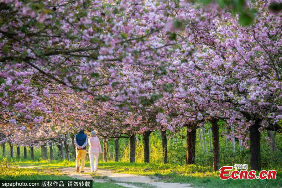 Cherry blossom trees are in bloom in Berlin, Germany, April 25, 2019.  (Photo/SipaPhoto)