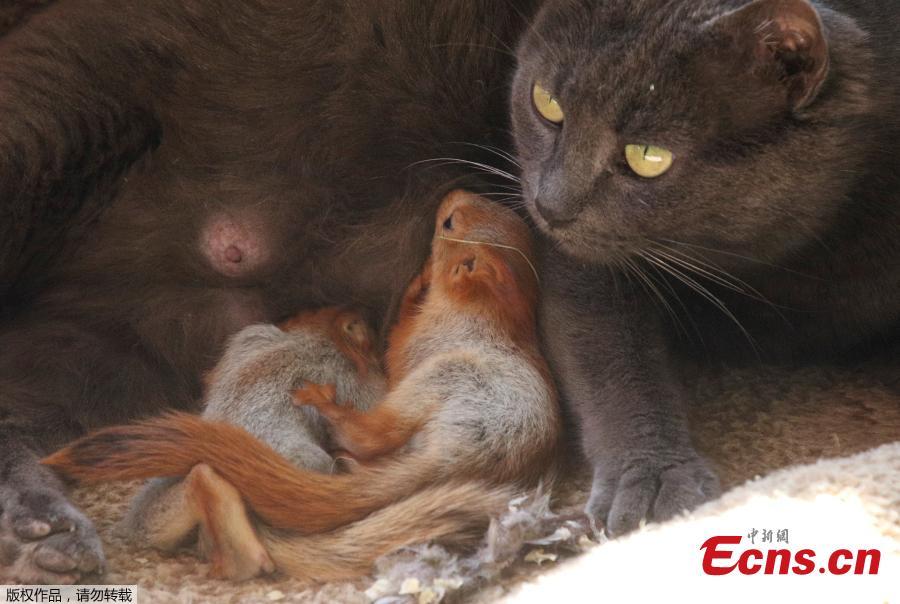Pusha the cat, which adopted four bereaved baby squirrels and currently feeds and lives with them, lies at a local park of miniatures in Bakhchisaray, Crimea, April 25, 2019. (Photo/Agencies)