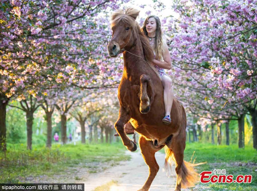 Cherry blossom trees are in bloom in Berlin, Germany, April 25, 2019.  (Photo/SipaPhoto)