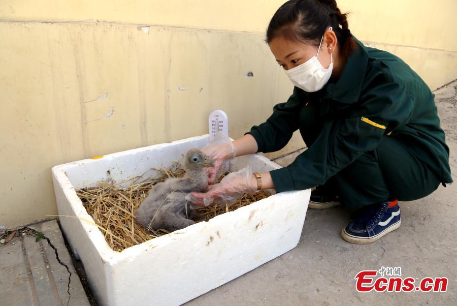 A keeper looks after a Himalayan vulture artificially incubated at the Tibetan Plateau Wildlife Zoo in Xining City, Northwest China\'s Qinghai Province, April 25, 2019. This is the second Himalayan vulture artificially incubated  at the zoo in three years, and it shows some maturing incubation techniques, according to the zoo\'s director Qi Xinzhang. (Photo: China News Service/Ma Mingyan)