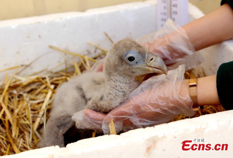 A keeper looks after a Himalayan vulture artificially incubated at the Tibetan Plateau Wildlife Zoo in Xining City, Northwest China\'s Qinghai Province, April 25, 2019. This is the second Himalayan vulture artificially incubated  at the zoo in three years, and it shows some maturing incubation techniques, according to the zoo\'s director Qi Xinzhang. (Photo: China News Service/Ma Mingyan)