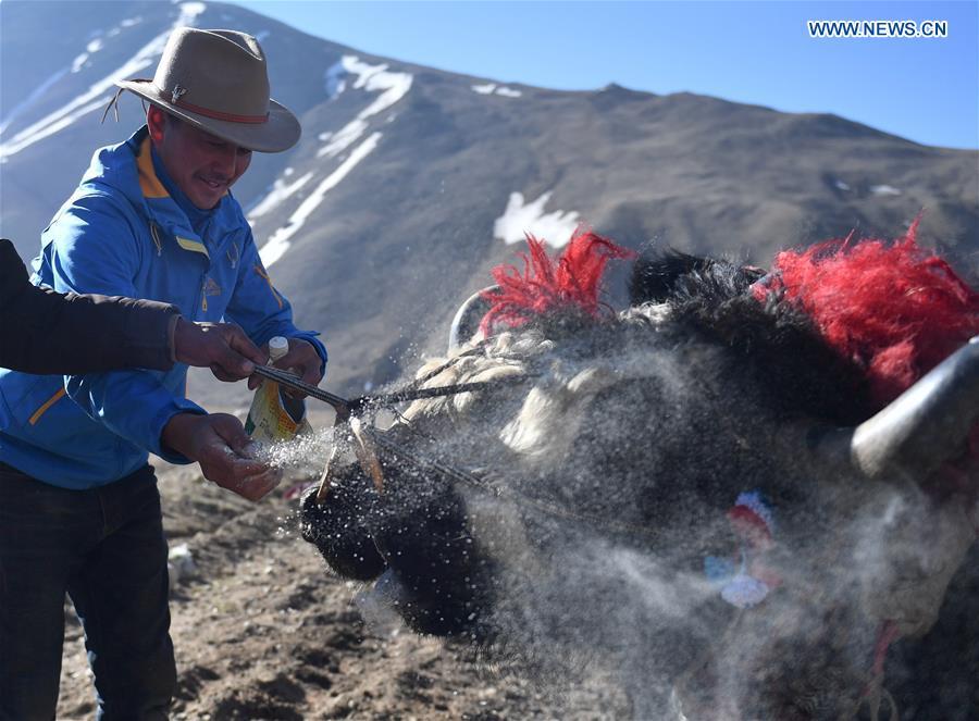 Farmers feed farm cattle at Gangga Village in Nyalam County of Xigaze City, southwest China\'s Tibet Autonomous Region, April 26, 2019. As the weather warms up, spring plowing here starts, which extends from low altitude areas toward high altitude ones. (Xinhua/Jigme Dorge)