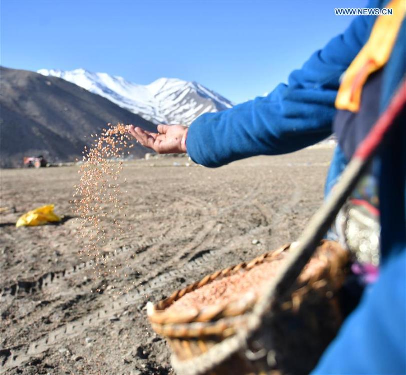 Barley seeds are sowed by a farmer of Gangga Village in Nyalam County of Xigaze City, southwest China\'s Tibet Autonomous Region, April 26, 2019. As the weather warms up, spring plowing here starts, which extends from low altitude areas toward high altitude ones. (Xinhua/Jigme Dorge)