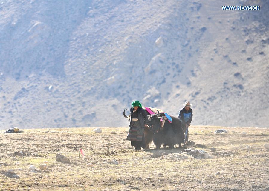 Barley seeds are sowed by farmers of Gangga Village in Nyalam County of Xigaze City, southwest China\'s Tibet Autonomous Region, April 26, 2019. As the weather warms up, spring plowing here starts, which extends from low altitude areas toward high altitude ones. (Xinhua/Jigme Dorge)