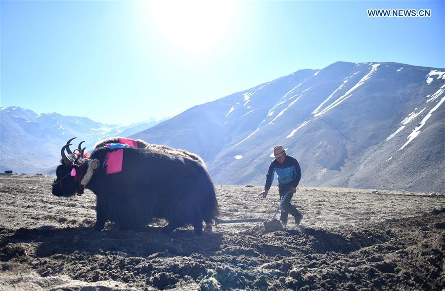 Barley seeds are sowed by a farmer of Gangga Village in Nyalam County of Xigaze City, southwest China\'s Tibet Autonomous Region, April 26, 2019. As the weather warms up, spring plowing here starts, which extends from low altitude areas toward high altitude ones. (Xinhua/Jigme Dorge)
