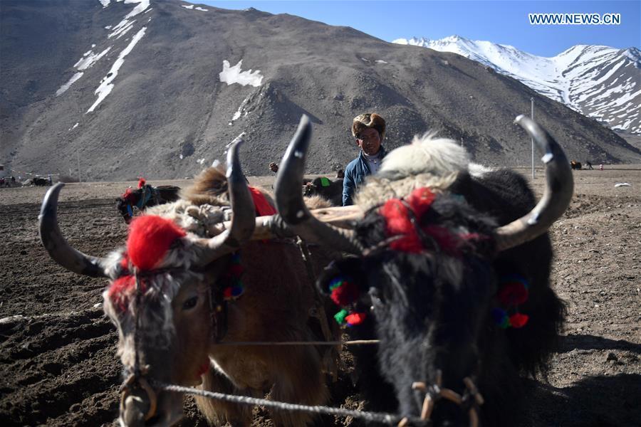 Barley seeds are sowed by a farmer of Gangga Village in Nyalam County of Xigaze City, southwest China\'s Tibet Autonomous Region, April 26, 2019. As the weather warms up, spring plowing here starts, which extends from low altitude areas toward high altitude ones. (Xinhua/Jigme Dorge)