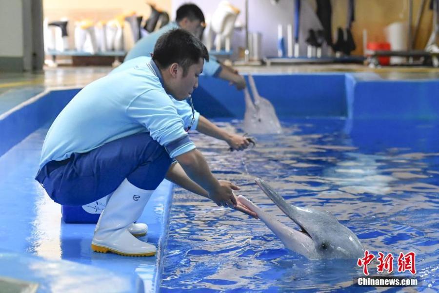 Chinese white dolphins playing and performing during an event at the Chimelong Ocean Kingdom in Zhuhai, Guangdong Province, in a photo taken on Saturday, April 27, 2019. Hailed as \