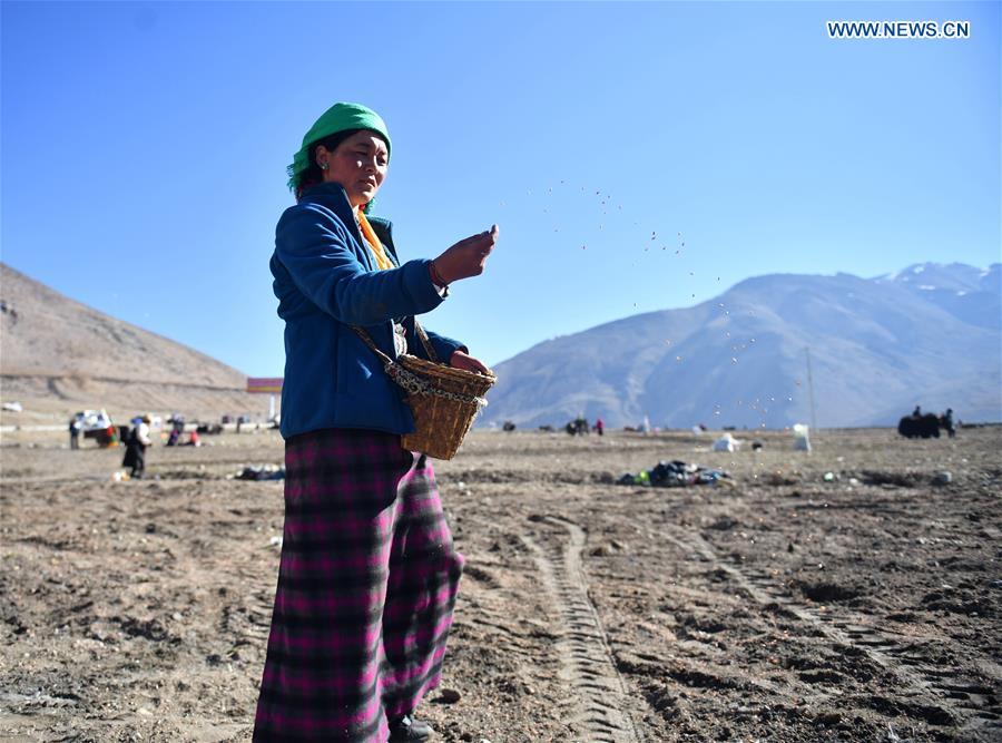 Barley seeds are sowed by a farmer of Gangga Village in Nyalam County of Xigaze City, southwest China\'s Tibet Autonomous Region, April 26, 2019. As the weather warms up, spring plowing here starts, which extends from low altitude areas toward high altitude ones. (Xinhua/Jigme Dorge)