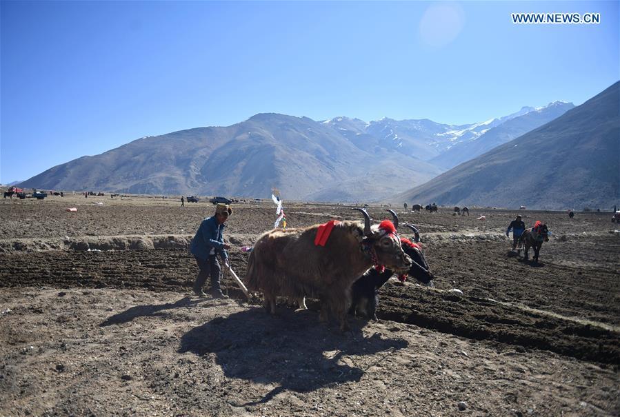 Barley seeds are sowed by farmers of Gangga Village in Nyalam County of Xigaze City, southwest China\'s Tibet Autonomous Region, April 26, 2019. As the weather warms up, spring plowing here starts, which extends from low altitude areas toward high altitude ones. (Xinhua/Jigme Dorge)